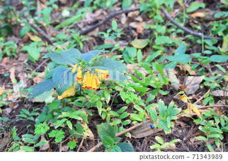 Matsumurasou flower 71343989