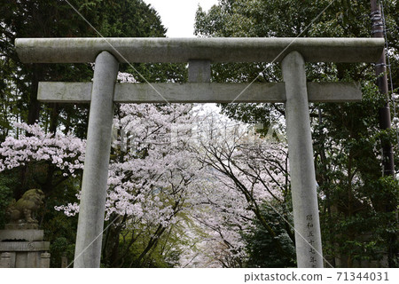 燒酒神社,一排櫻花樹 燒酒神社,一排櫻花樹 71344031
