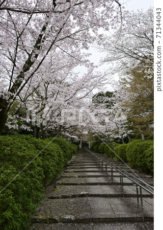 Munetada Shrine, a row of cherry blossom trees 71344043