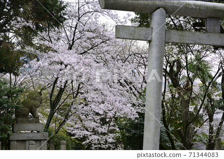 Mochida Shrine Sakura Mochida Shrine Sakura 71344083