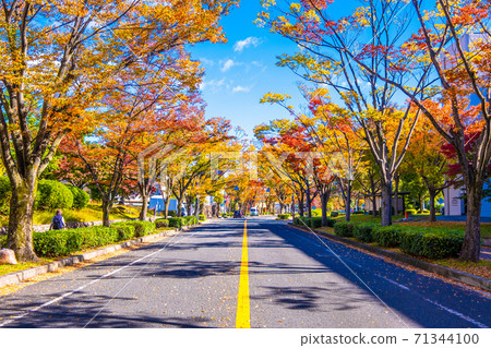 Street tree of autumn leaves Zelkova Street tree of autumn leaves Zelkova 71344100