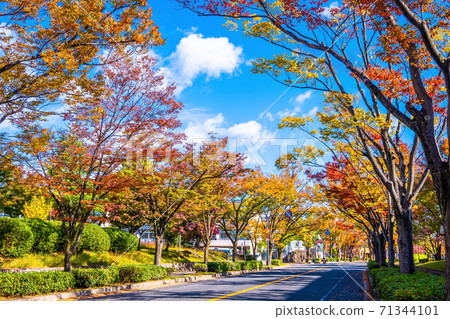Street tree of autumn leaves Zelkova 71344101