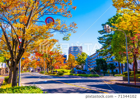 Street tree of autumn leaves Zelkova Street tree of autumn leaves Zelkova 71344102