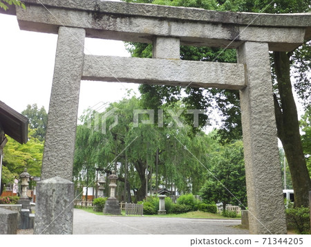 Weeping cherry tree at Asuwa Shrine in Fukui City, Fukui Prefecture 71344205