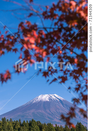 [Mt. Fuji and autumn leaves from Road Station Asagiri Kogen] 71344309