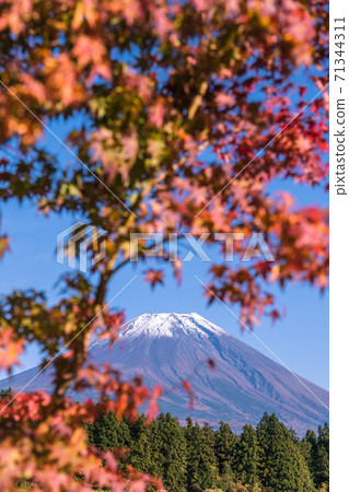 [Mt. Fuji and autumn leaves from Road Station Asagiri Kogen] 71344311