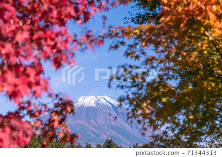 [Mt. Fuji and autumn leaves from Road Station Asagiri Kogen] 71344313