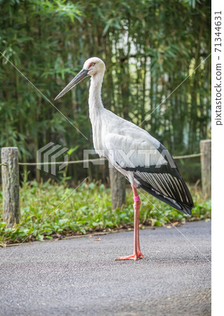[Tama Zoological Park Stork] 71344631