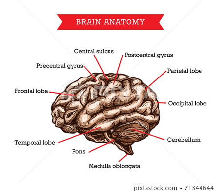 Human brain anatomy, vector medicine aid scheme 71344644