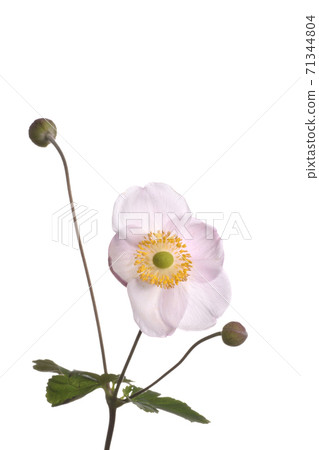 Shumayigiku 71344804