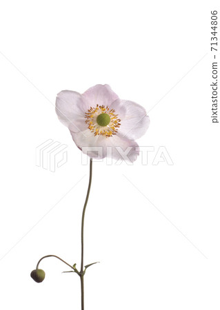 Shumayigiku 71344806