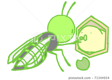 Wasp (green) that feeds larvae with rice 71344934