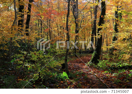 在秋葉的Momodong谷 71345007