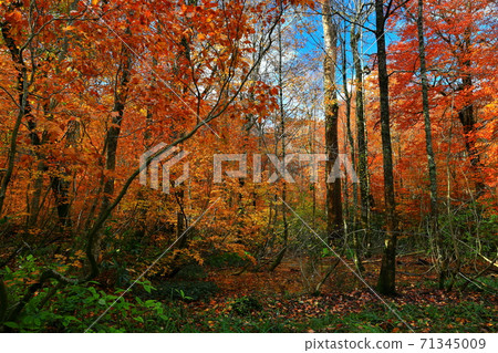 在秋葉的Momodong谷 在秋葉的Momodong谷 71345009