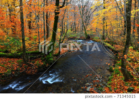 Momodong Valley in the autumn leaves 71345015