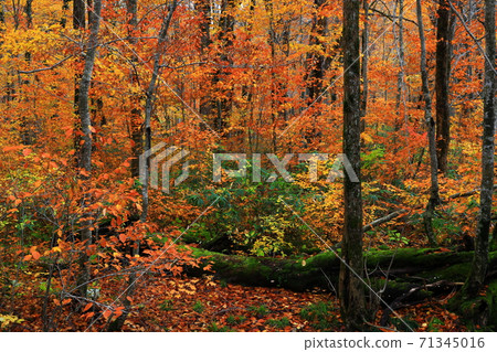 Momodong Valley in the autumn leaves 71345016