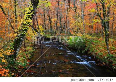 Momodong Valley in the autumn leaves 71345017