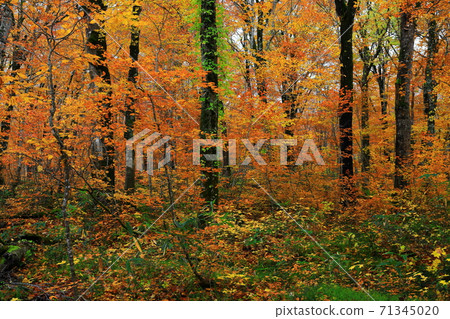 Momodong Valley in the autumn leaves Momodong Valley in the autumn leaves 71345020