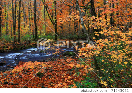 Momodong Valley in the autumn leaves Momodong Valley in the autumn leaves 71345021