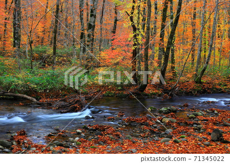 Momodong Valley in the autumn leaves Momodong Valley in the autumn leaves 71345022