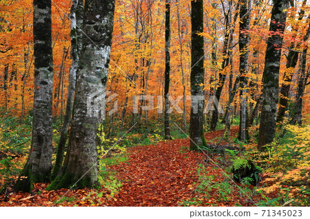 Momodong Valley in the autumn leaves Momodong Valley in the autumn leaves 71345023