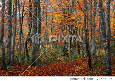 Momodong Valley in the autumn leaves 71345026