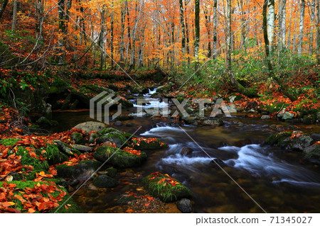 Momodong Valley in the autumn leaves 71345027