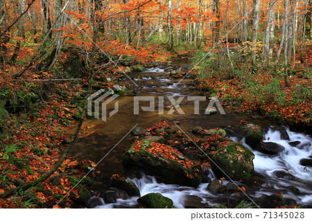Momodong Valley in the autumn leaves 71345028