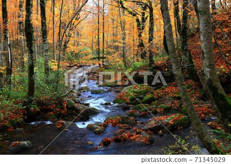 Momodong Valley in the autumn leaves 71345029