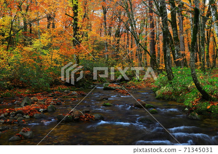 Momodong Valley in the autumn leaves 71345031