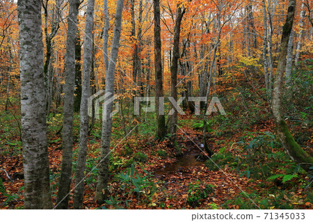 在秋葉的Momodong谷 71345033