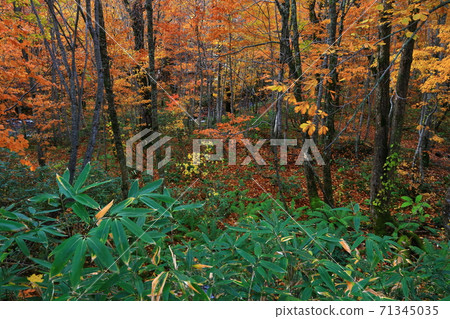 在秋葉的Momodong谷 71345035