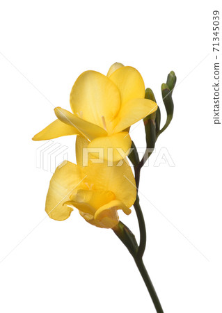 Freesia 71345039