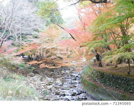 A clear stream flowing under the autumn leaves of Taineiji Temple 71345093