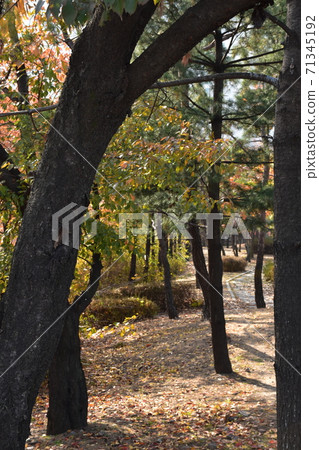 The sound of falling leaves on a quiet autumn trail The sound of falling leaves on a quiet autumn trail 71345192