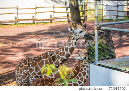 [多摩動物公園麒麟] 71345202