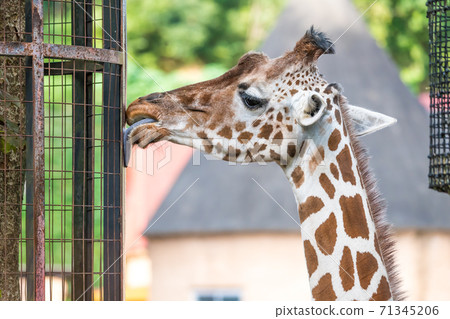 [多摩動物公園的麒麟舔籬笆] 71345206
