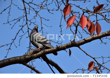 A fat pigeon on a branch A fat pigeon on a branch 71345436