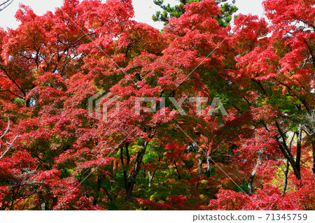 Autumn leaves of Okuboji 71345759