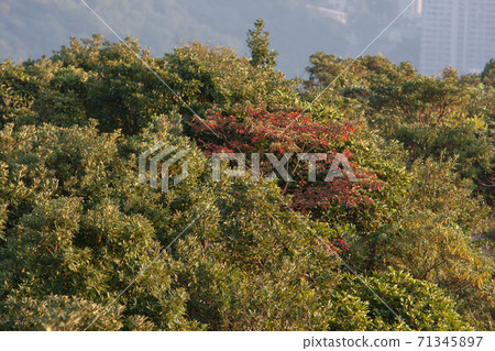17 Nov 2007 The nature view of sai kung at Razor Hill hk 17 Nov 2007 The nature view of sai kung at Razor Hill hk 71345897