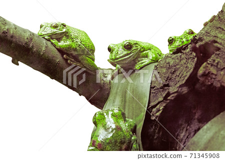 Three green frogs on a tree branch 71345908