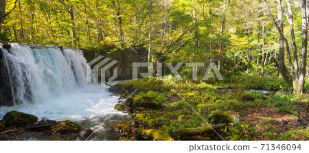 Autumn leaves Autumn leaves 71346094