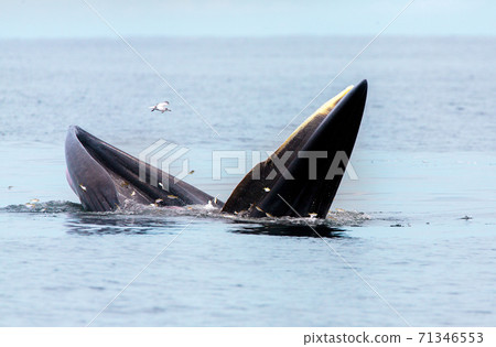 Bryde's whale, Eden's whale, Eating fish at gulf of Thailand 71346553