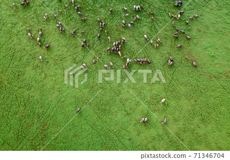 Thai buffalo stained in the green grass fields. Top View 71346704