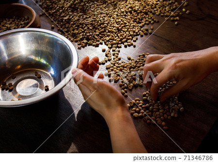 Fresh Arabica coffee berries . Organic coffee farm 71346786