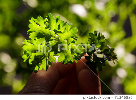 Curly parsley leaves closeup in the garden 71346885