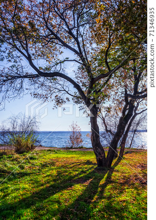 Shadows at noon. The tree grows on the shore of the Bay. Beautiful autumn landscape. 71346935