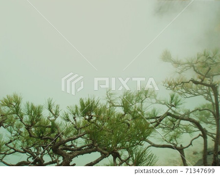 神奇的松樹 71347699