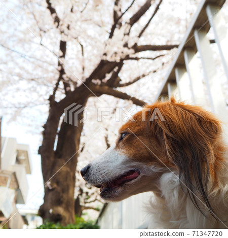 櫻花盛開，狗的輪廓 71347720
