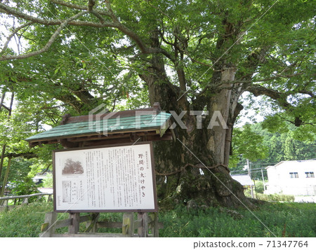 Noma Keyaki, Nose Town, Osaka Prefecture 71347764